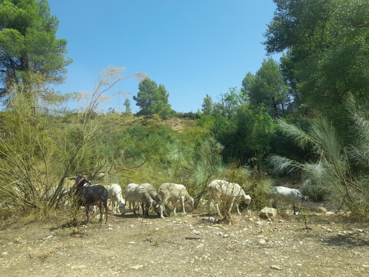Casa Rural Del Saz Yeste Exterior foto